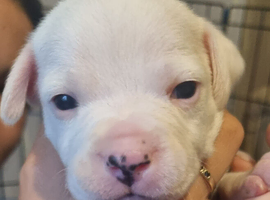 8 beautiful pups looking for their forever home