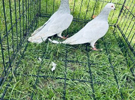 Racing pigeons