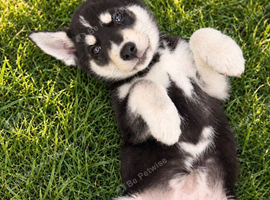 Puppy's