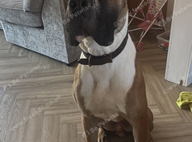 Boxer x cane corso
