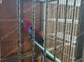 Pennant parrots
