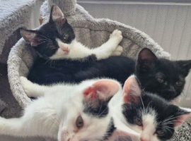 Beautiful kittens ready for rehoming