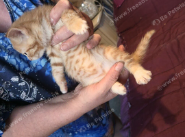 One ginger female