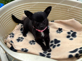 Chihuahua mum and daughter