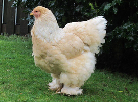 LEMON PYLE L/F BRAHMA HATCHING EGGS X6