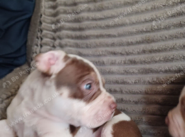 American Bulldog puppies for sale
