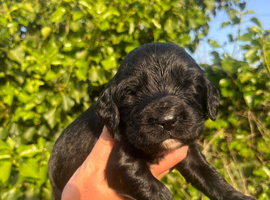 Outstanding cocker spaniel puppies