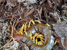 Juvenile Vietnamese Centipede With Enclosure