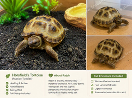 Baby Horsfield Tortoise + Complete Vivarium Setup