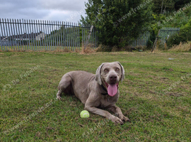 New home for Skye