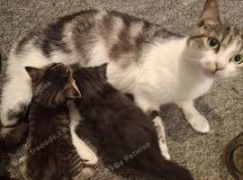 2 kittens for sale