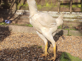 Malay hen