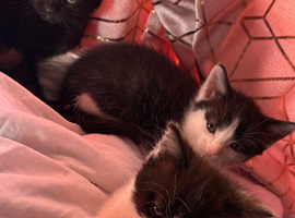 Kittens / cats