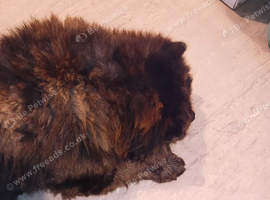 Chocolate merl minature chow chow male