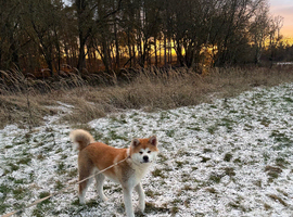 KC registered Japanese Akita