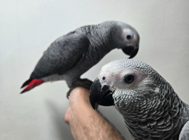 Stunning super tame baby hand reared african greys