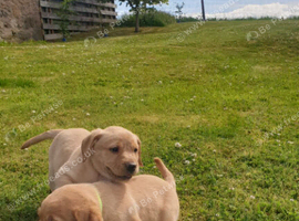 Labrador pups, yellow