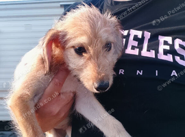 Saluki/greyhound puppies for sale