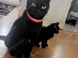 3 lovely female kittens