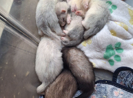 Ferrets
