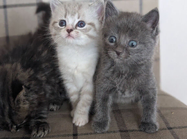Gorgeous ragdoll cross kittens