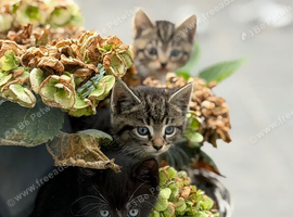 Kittens