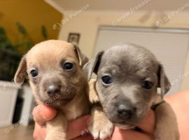 8 beautiful rare colour Jack Russell pups