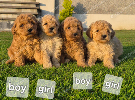 Poodle pups for sale