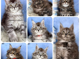 TICA registration Maine coon kittens
