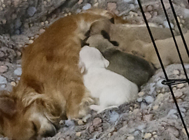 Chihuahua puppie