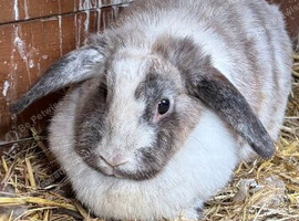 3 rabbits