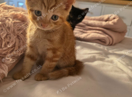 4 beautiful kittens