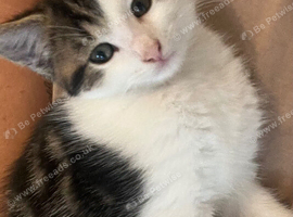 Last little tabby boy for sale. Amazing, friendly, playful little guy. Ready now.