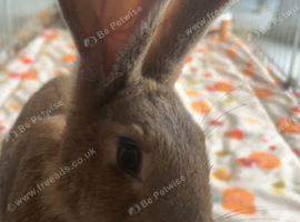 Vaccinated and vet checked 5 month old female continental