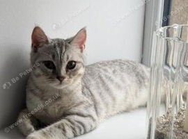 British shorthair 10-Month-Old Male Cat