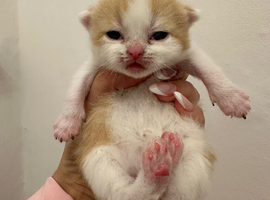 Beautiful TICA Registered British Shorthair