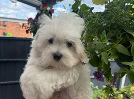 Maltese boys 17/03/2026 born