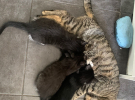 Tuxedo kittens