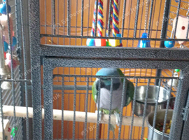 Female derbyan parrot 4 months old