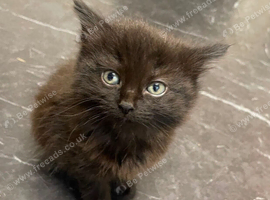 Two kittens