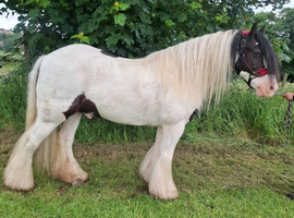 15hh 11 year old gelding