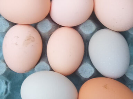 Hatching Eggs 12 x mixed