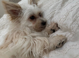 Pom x Maltese