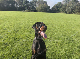 Doberman stud dog - Diablo