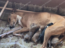 KC Reg Whippet Puppies
