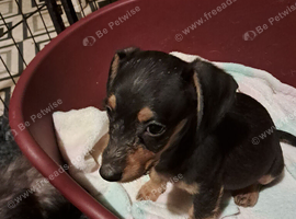 Jackhound  terrier pups