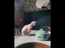 Sphynx kitten female looking for new loving family home