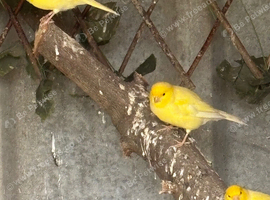 Canaries for sale job lot