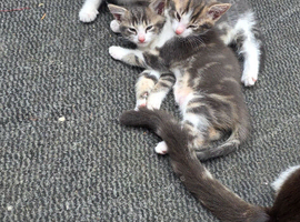 3 beautuful boys for sale