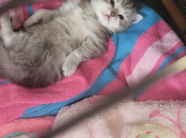Chinchilla / ragdoll